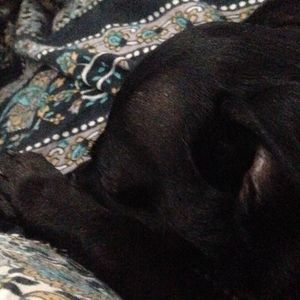 Meet your Posher, Sheila